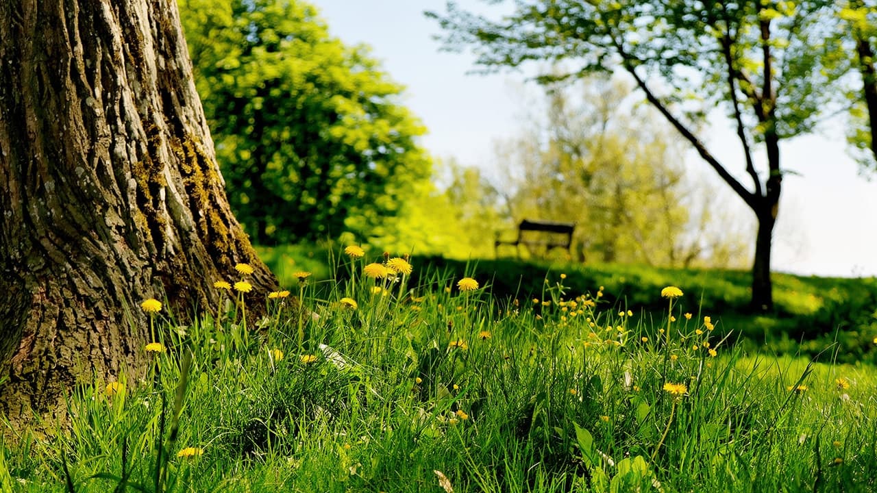 Nærbilde av trestamme, løvetann og grønt gress i vårsolen.